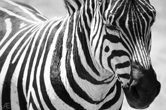 Ngorongoro---Zebras-I