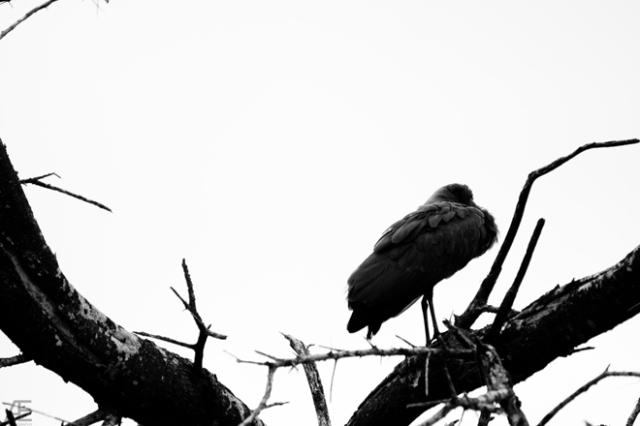 Tarangire---Bird-VI