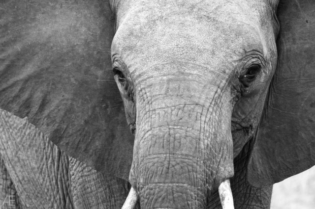 Tarangire---Elephant-X---BW